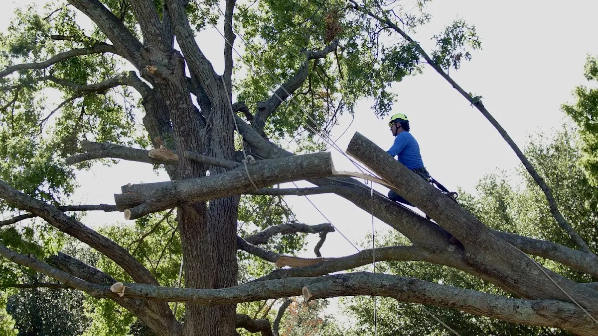 Professional Crown Thinning performed by certified arborists in Olathe