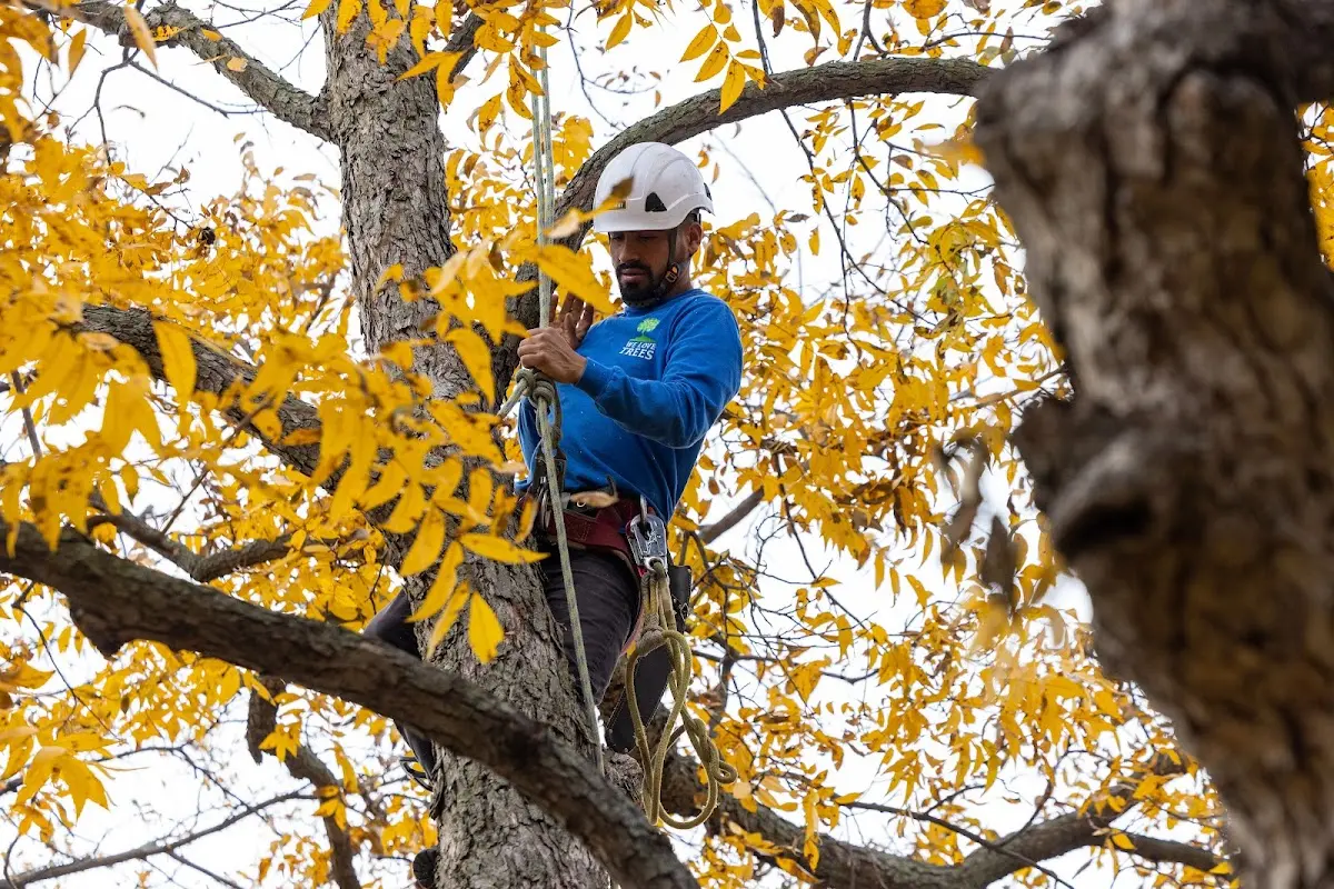 Skilled Tree Planing crew working in Olathe
