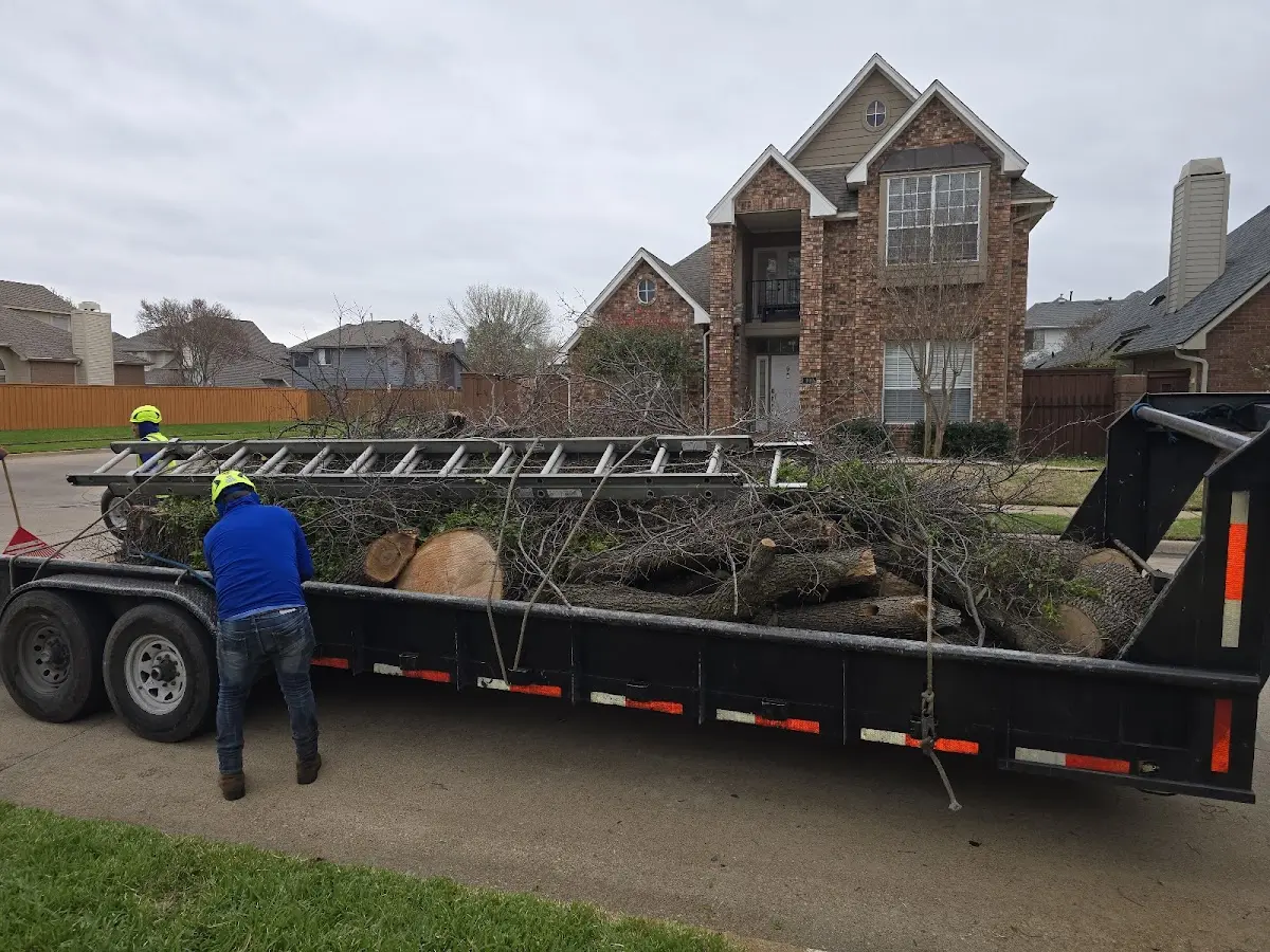 Expert Deadwooding with proper safety equipment in Olathe